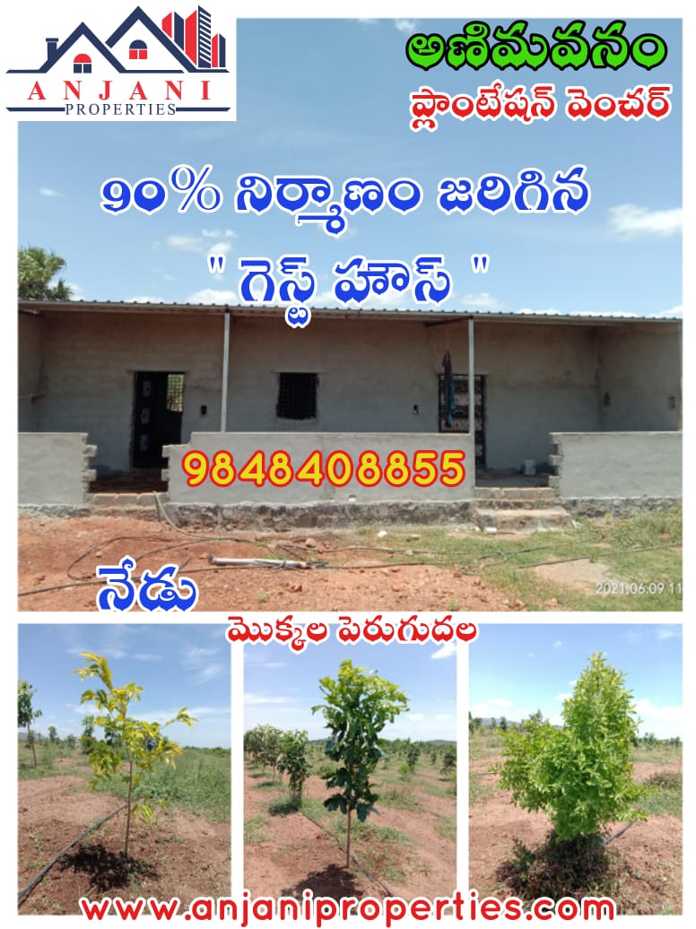 Red Sandalwood Plantation - Farmlands for Sale at Kanigiri, Prakasam  District..1 ACRE LAND @ 13.5*LAKHS only...Hurry up..! Contact Us :  7671085961 / 9885359583 | Facebook